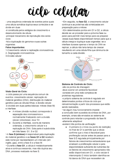 Irei criar artigo de 2000 Palavras